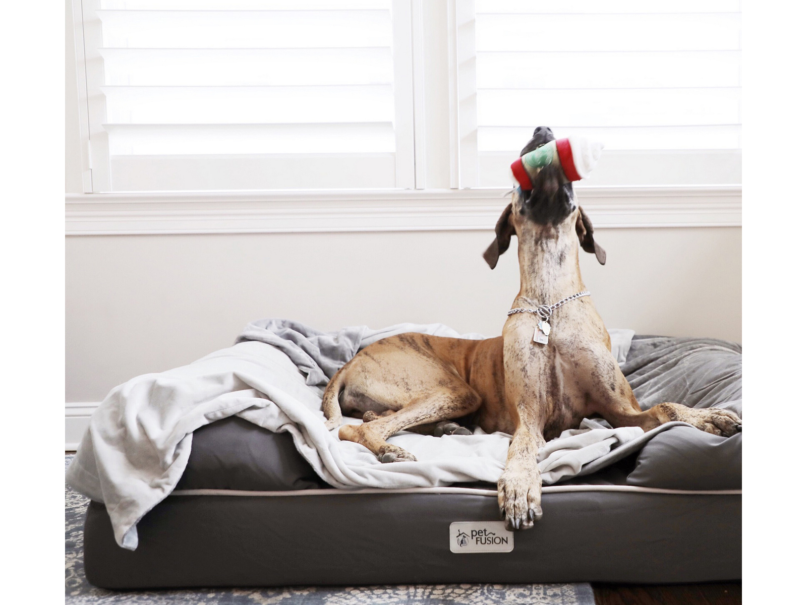 PetFusion Jumbo Ultimate Dog Bed with Orthopedic Memory Foam | Slate Gray
