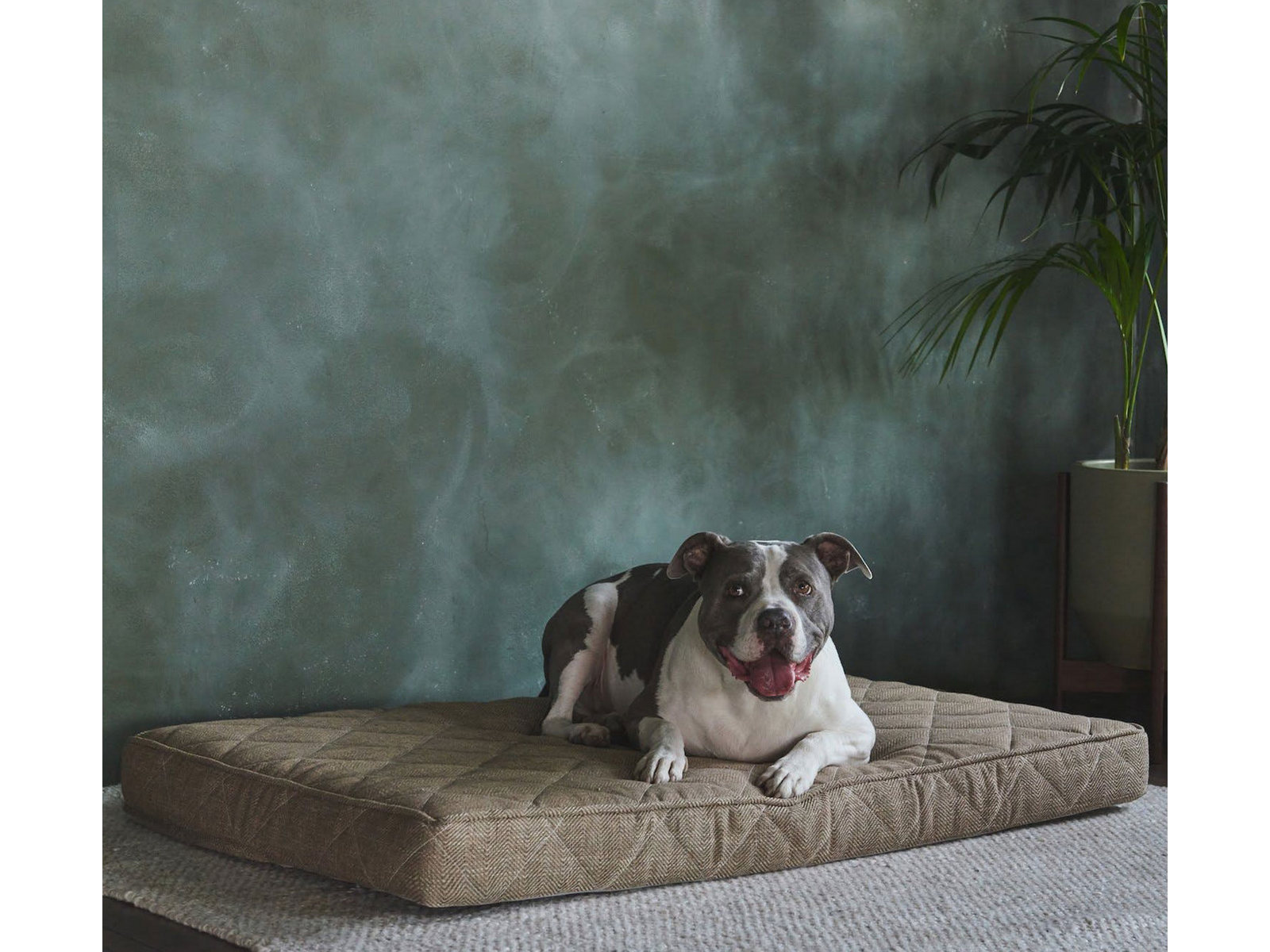 V000253174 Brentwood Home Small Griffith Pet Bed | Sandstone sku V000253174