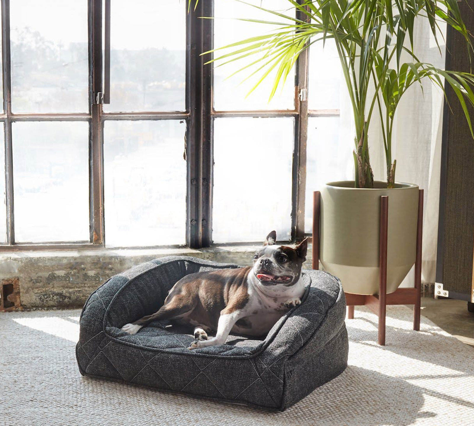 Brentwood Home Extra Large Runyon Orthopedic Pet Bed | Charcoal