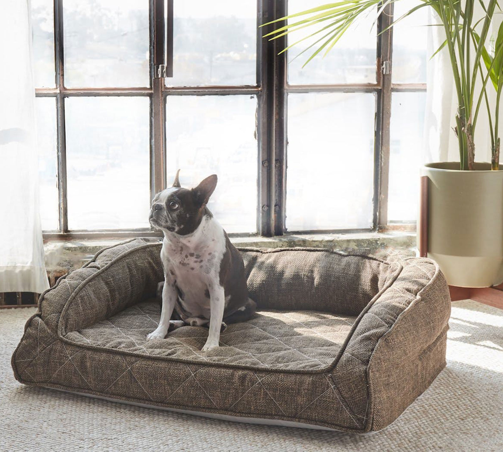 Brentwood Home Extra Large Runyon Orthopedic Pet Bed | Mocha