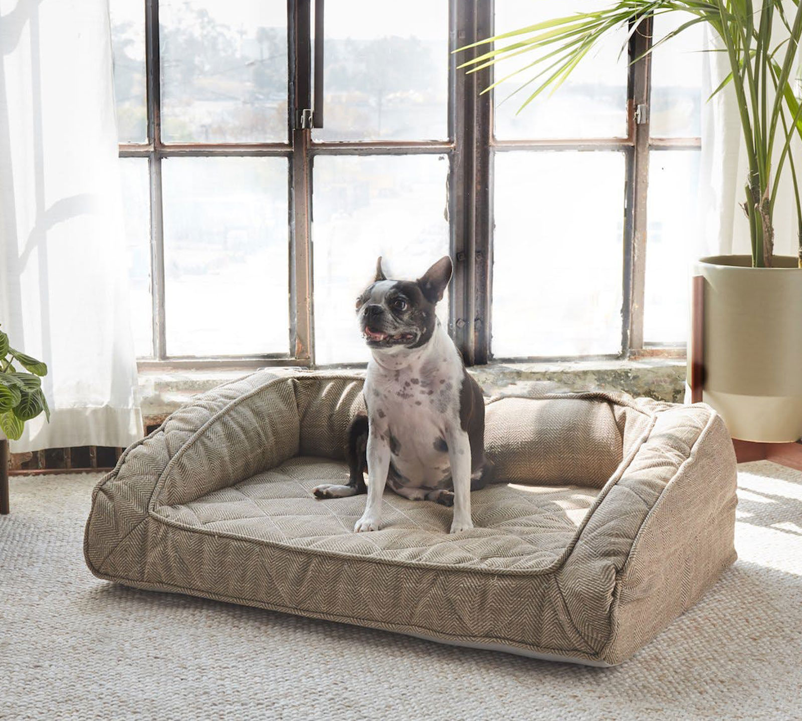 Brentwood Home Extra Large Runyon Orthopedic Pet Bed | Sandstone