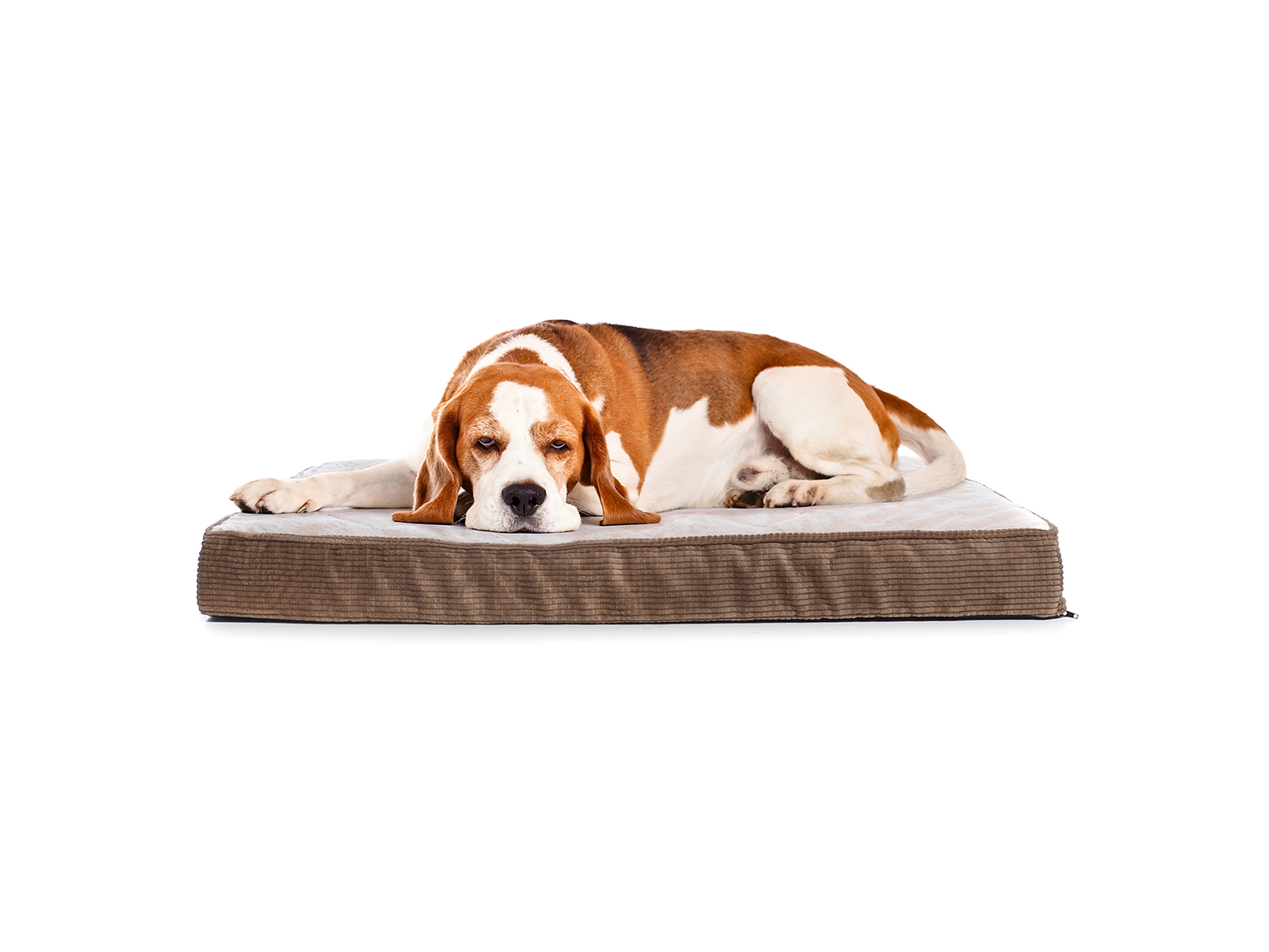 V000259565 Milliard Large Orthopedic Pillowtop Dog Bed sku V000259565