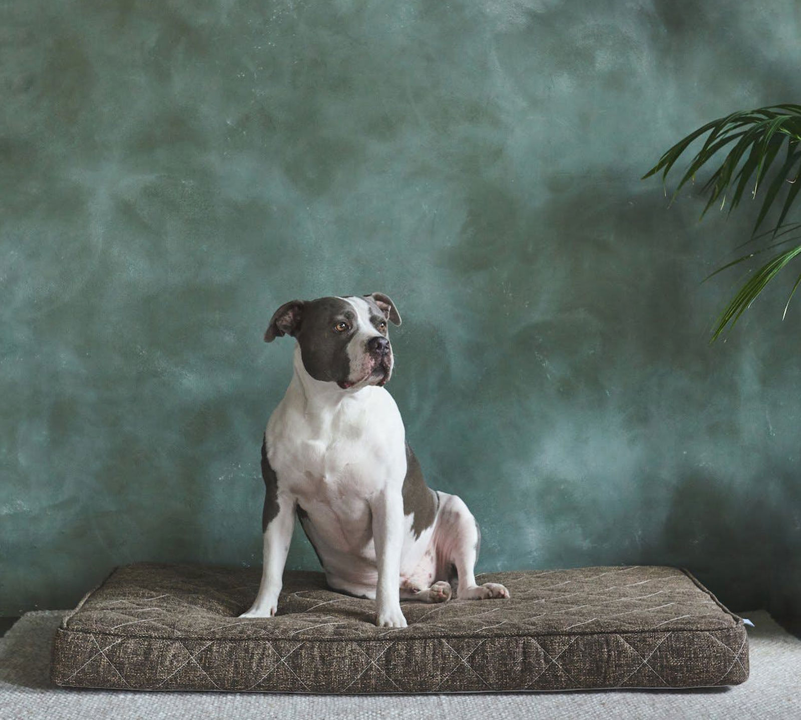 Brentwood Home Large Griffith Pet Bed | Mocha
