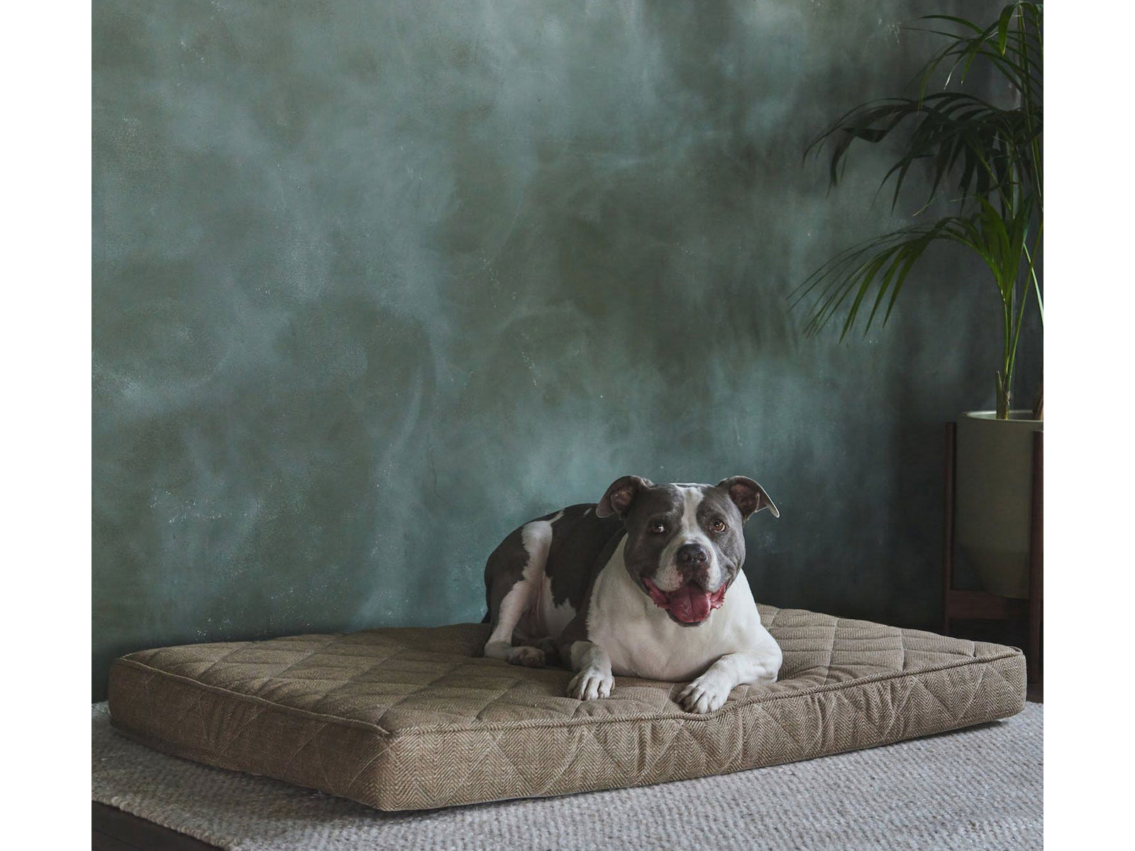 Brentwood Home Small Griffith Pet Bed | Sandstone