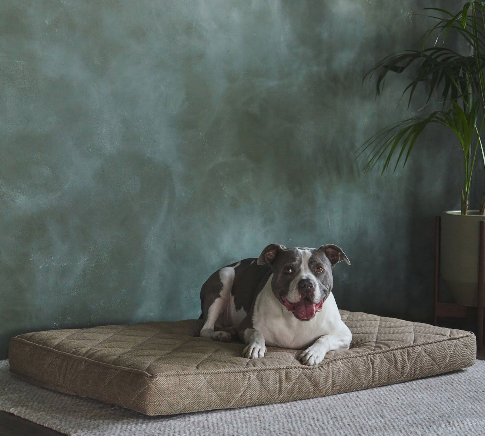Brentwood Home Extra Large Griffith Pet Bed | Sandstone