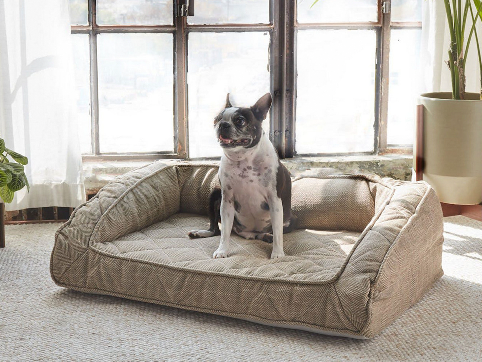Brentwood Home Small Runyon Orthopedic Pet Bed | Sandstone