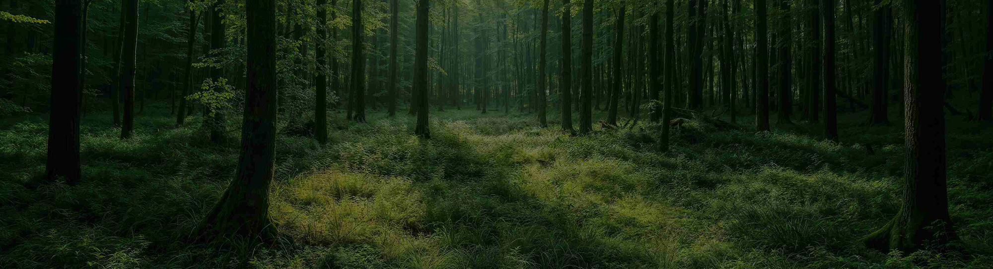 fond foret (0).png..png