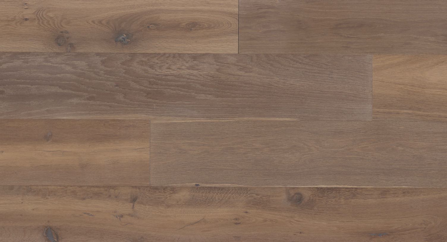 Luonto - Nature – European White Oak