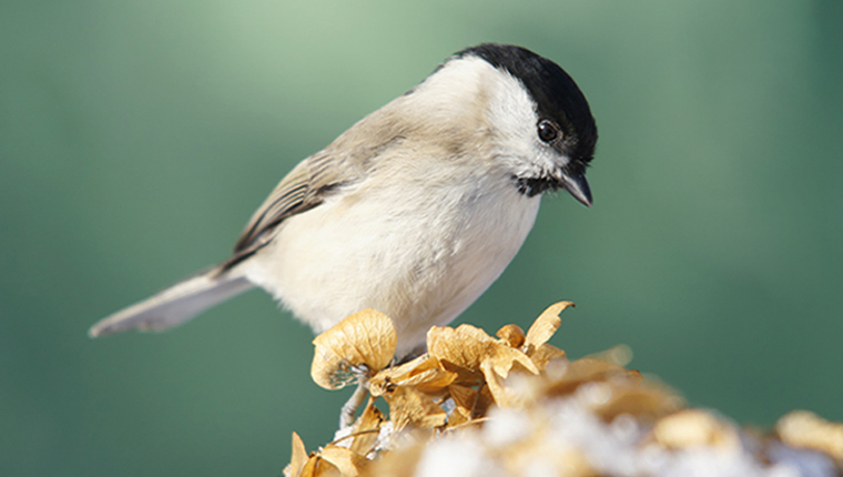 Photo of a bird with its nearest eye in focus.