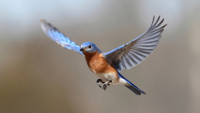 Birds in Flight: How to Capture the Action on Henry's Blog
