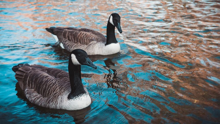 Advanced Autofocus Tips to Make Your Bird Photography Stand Out on Henry's Blog