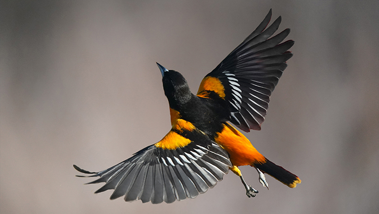 Using a fast shutter speed to freeze a bird's movement.