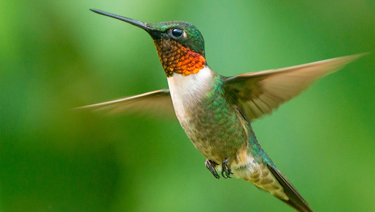 Male ruby-throated hummingbird in flight