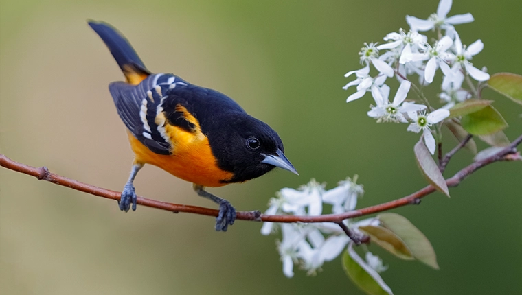 Baltimore Oriole on a Serviceberry tree