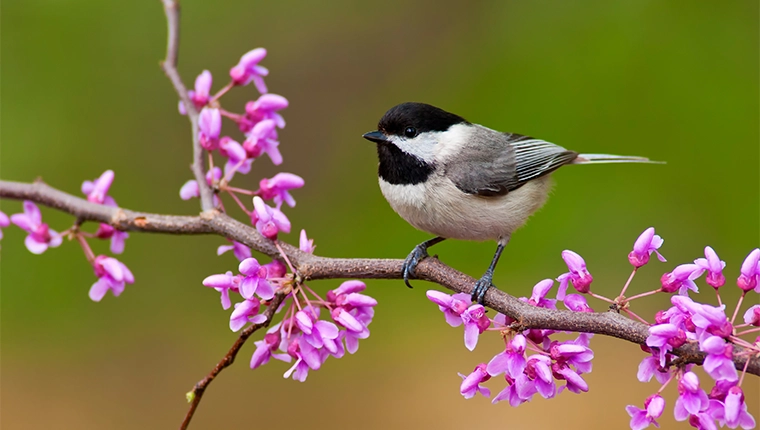 Black-capped chickadee on a redbud tree in the spring
