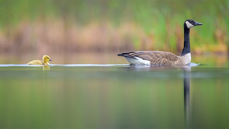 Canada Goose and baby gosling swimming in a pong