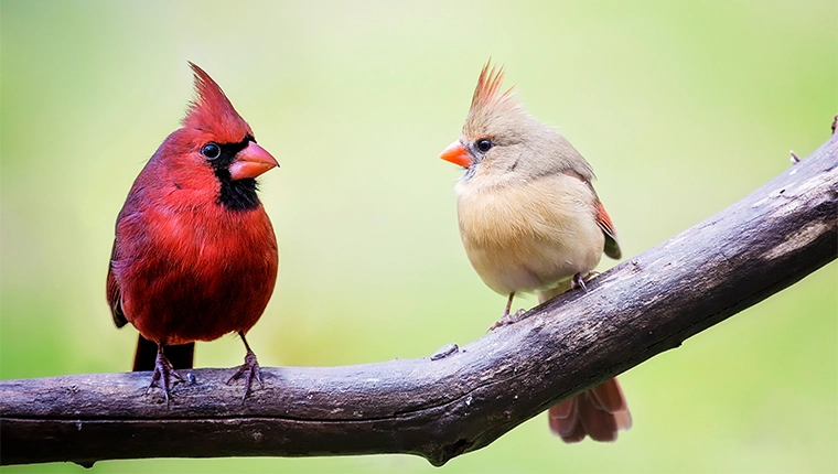 Male and female cardinals in Spring