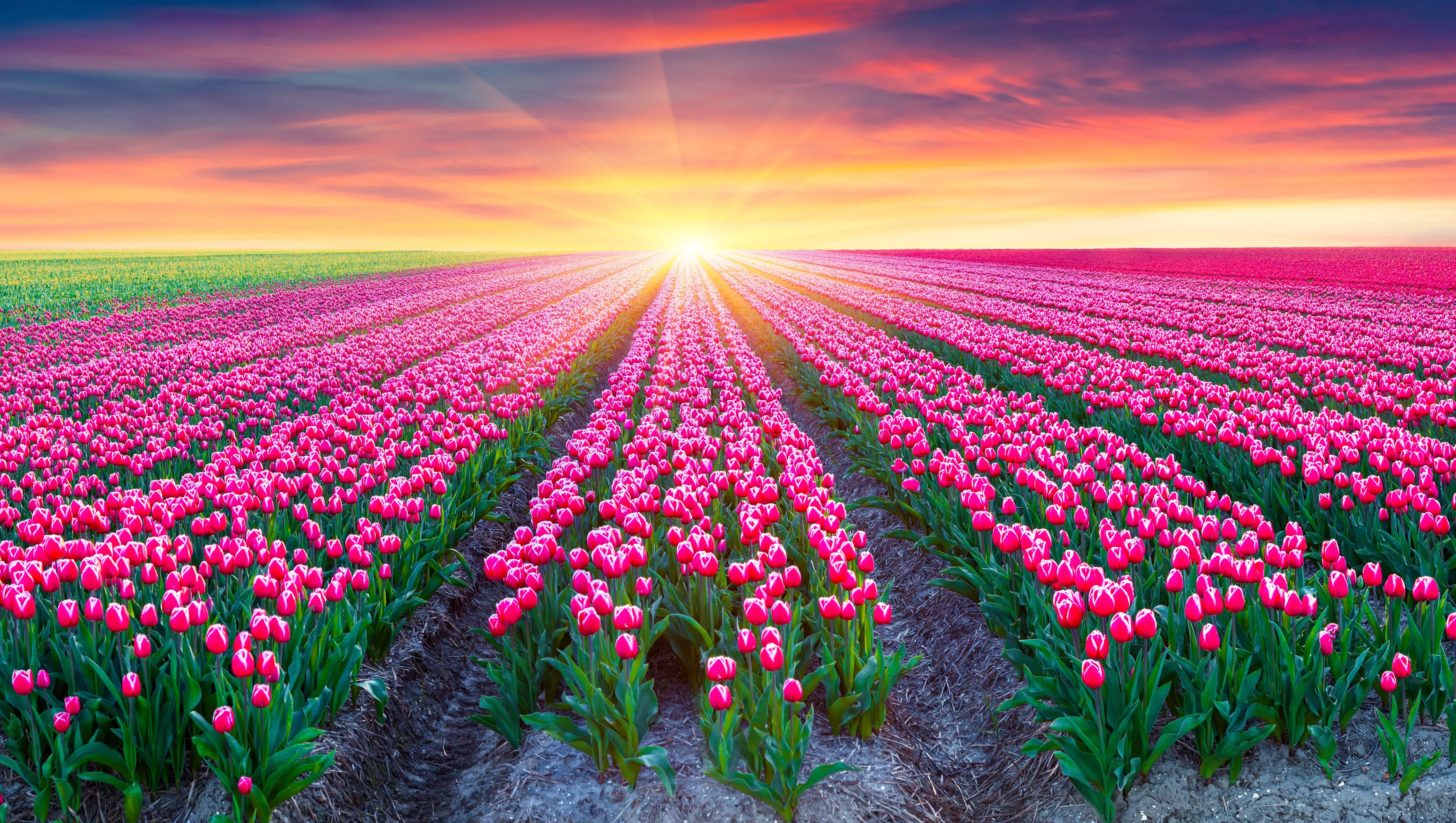 Tulip field at sunrise