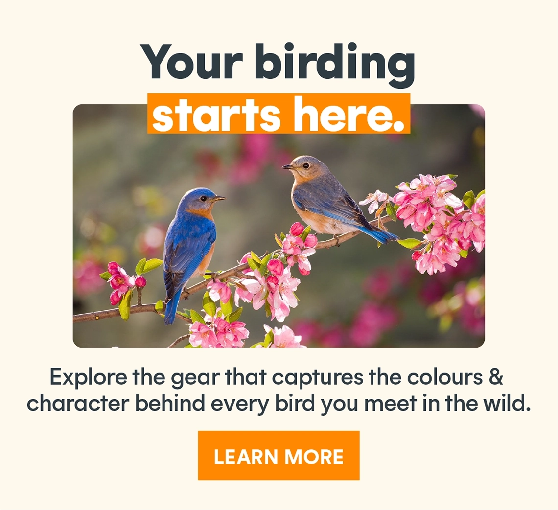 Learn more about bird and wildlife photography