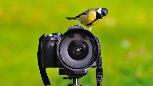 Read "Get Ready for Birding Season!" on Henry's Blog