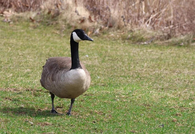 Bird photography of a Canada goose taken by John MK with a Canon EOS R7