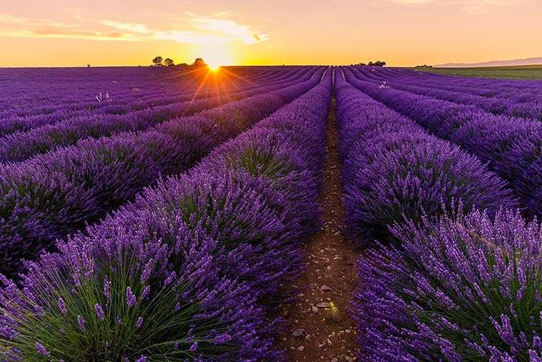 A lavender field at sunset in summer.