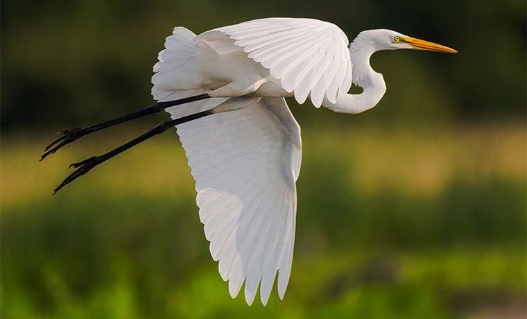 Great Egret in flight in a southern Ontario marsh in late summer.