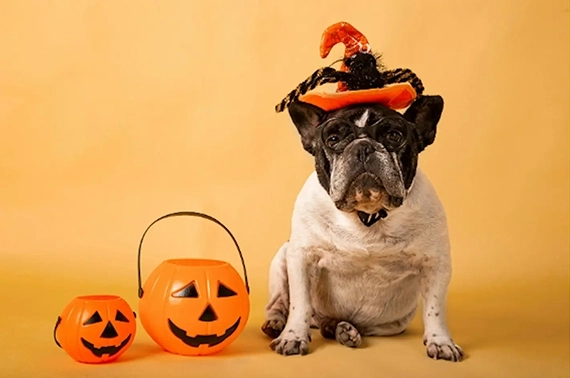 Event-Oshawa-Halloween-Pet-Portrait.webp
