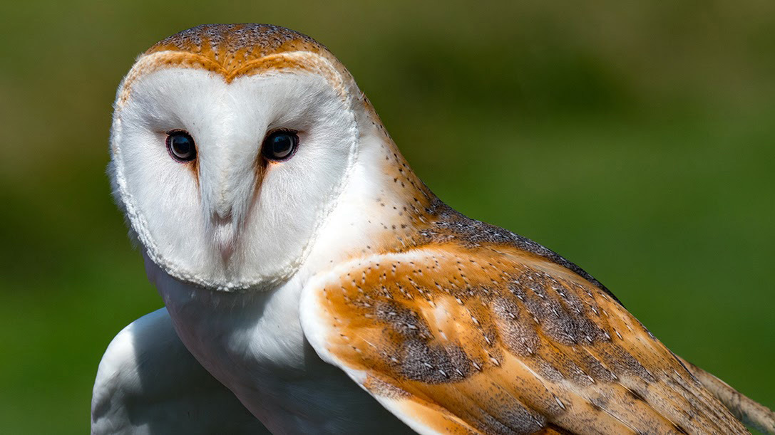 Small Barn Owl by Henry's Newmarket Creator Bryan Weiss