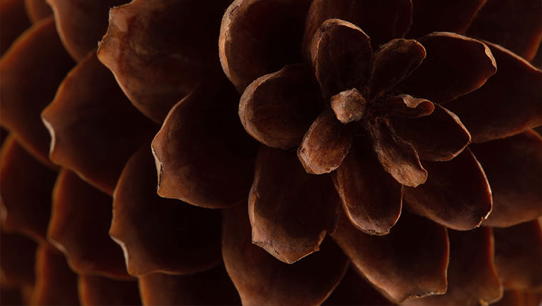 Closeup macro photograph of a pinecone