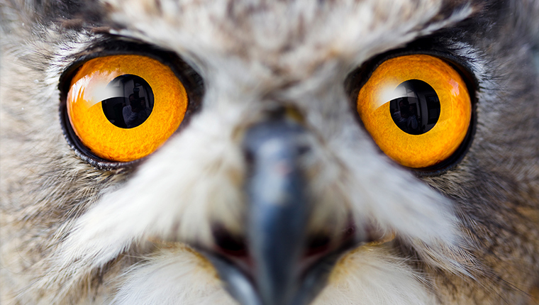 Macro photograph of an owl's eyes