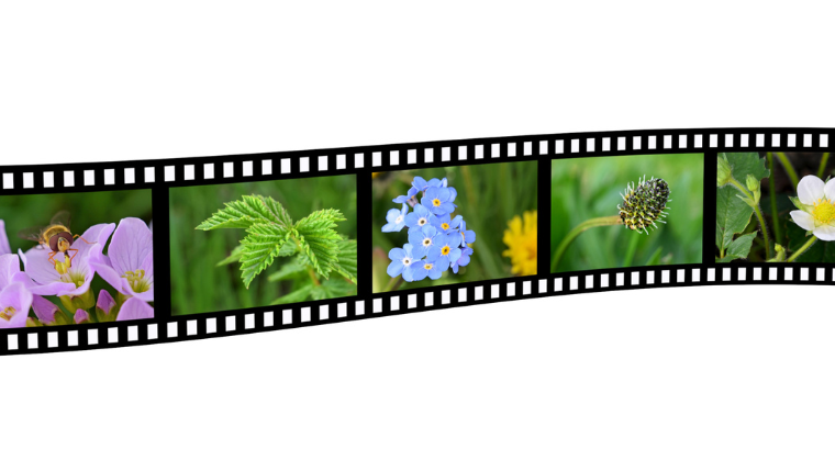 a film strip of photos