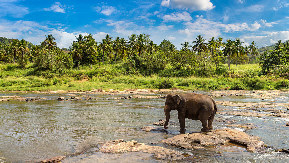 an elephant by a river by a thick jungle