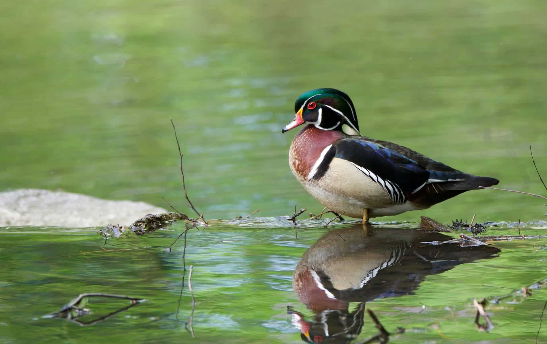 Photo of a wood duck by Joe Donoghue