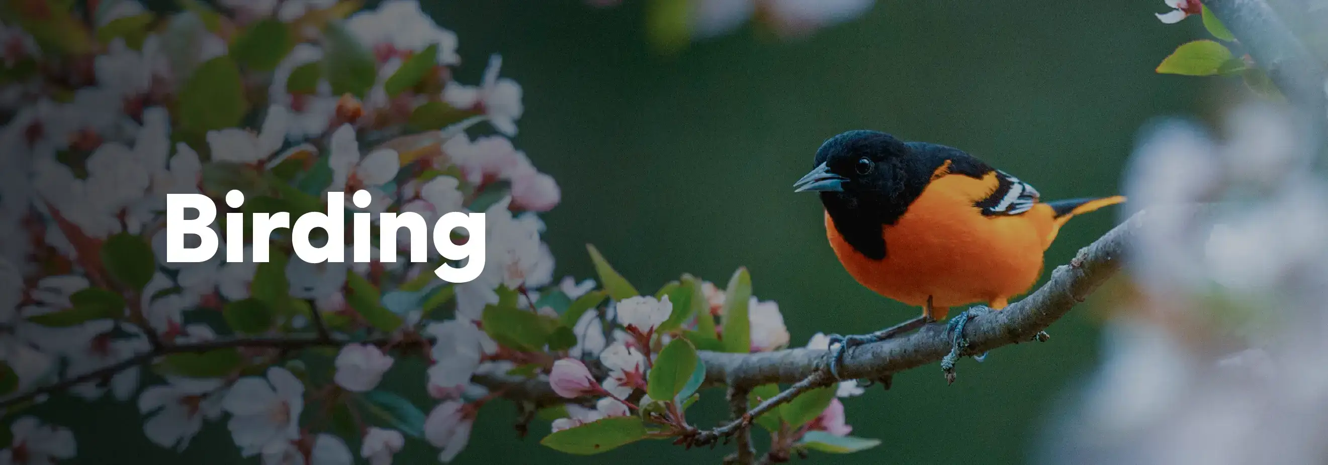 Bird Photography banner