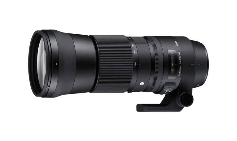 Best Lens Overall for Bird Photography: Sigma 150-600 f5-6.3