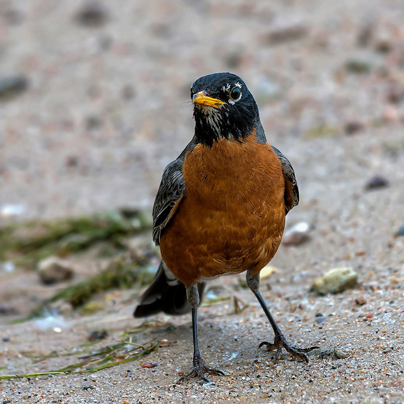 Bird Photography - American Robin