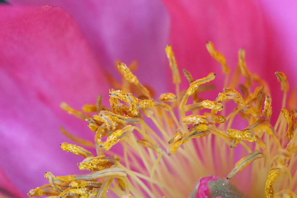 Macro photo of a peony