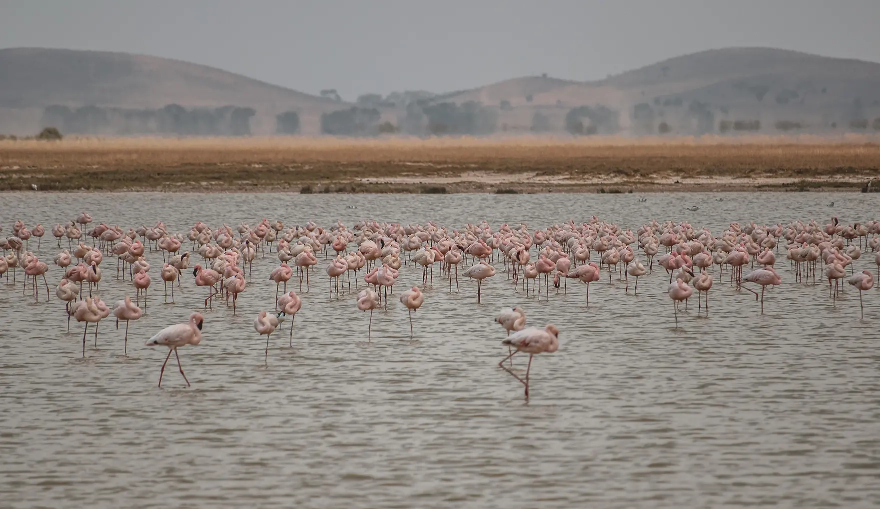 A flock of flamingos standing in water on an arid plane
