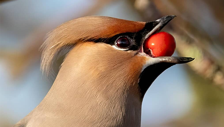 Macro photo of a Cedar Waxwing with a berry in its mouth
