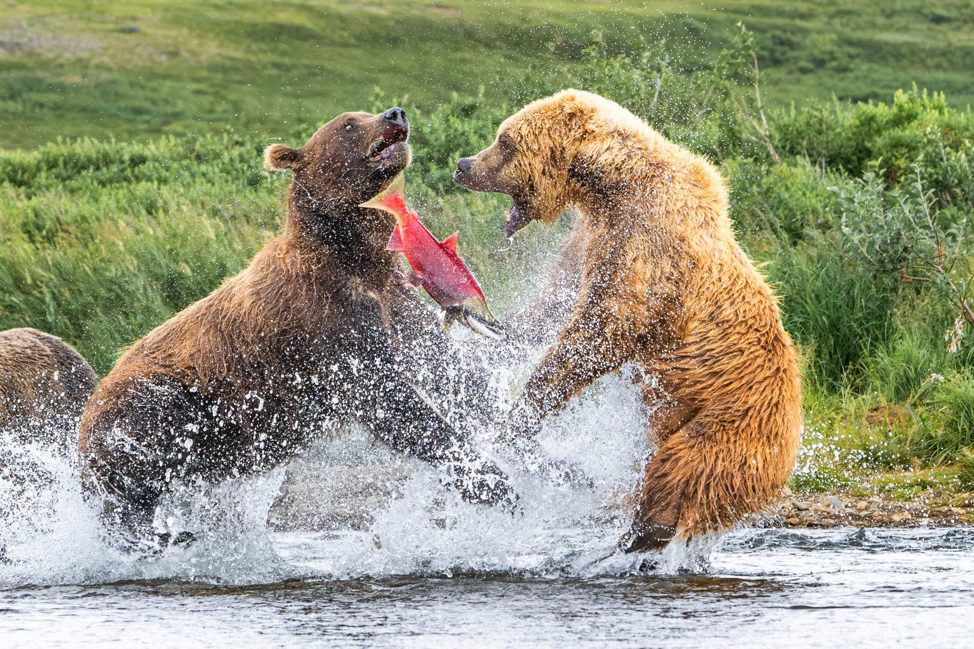 Grand Prize Winner Adult Category_Sandra Nelson