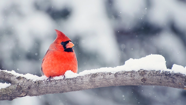 Detailed photo of a cardinal with a blurred background.