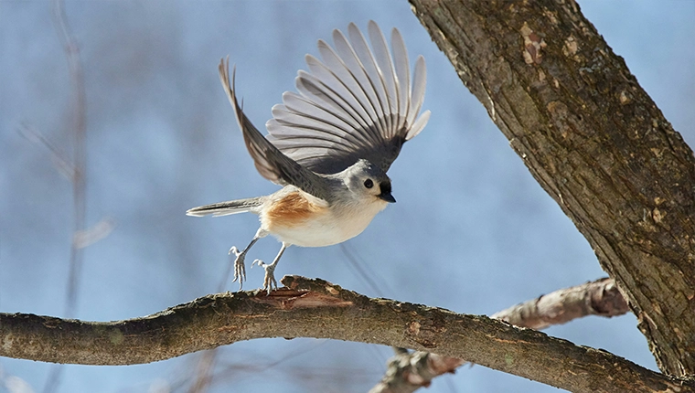 action shot of a tufted titmouse bird in flight in the winter