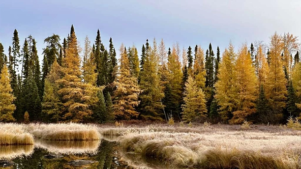 Read Unlocking the Magic of Fall Photography in Ontario on Henry's Blog