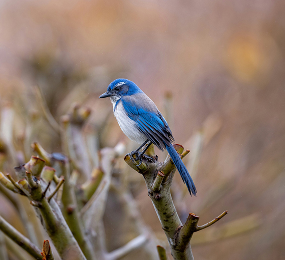 Gift ideas for bird and wildllife photographers