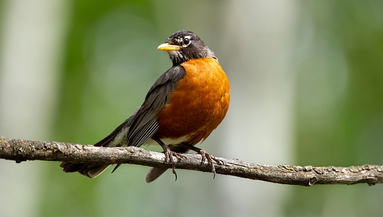 American Robin perched on a branch in Spring