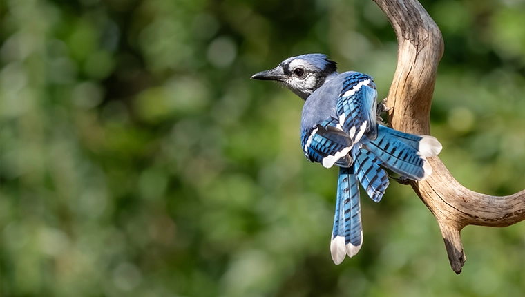 Blue Jay perched on a tree branch