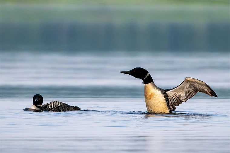 Loons swimming in a lake
