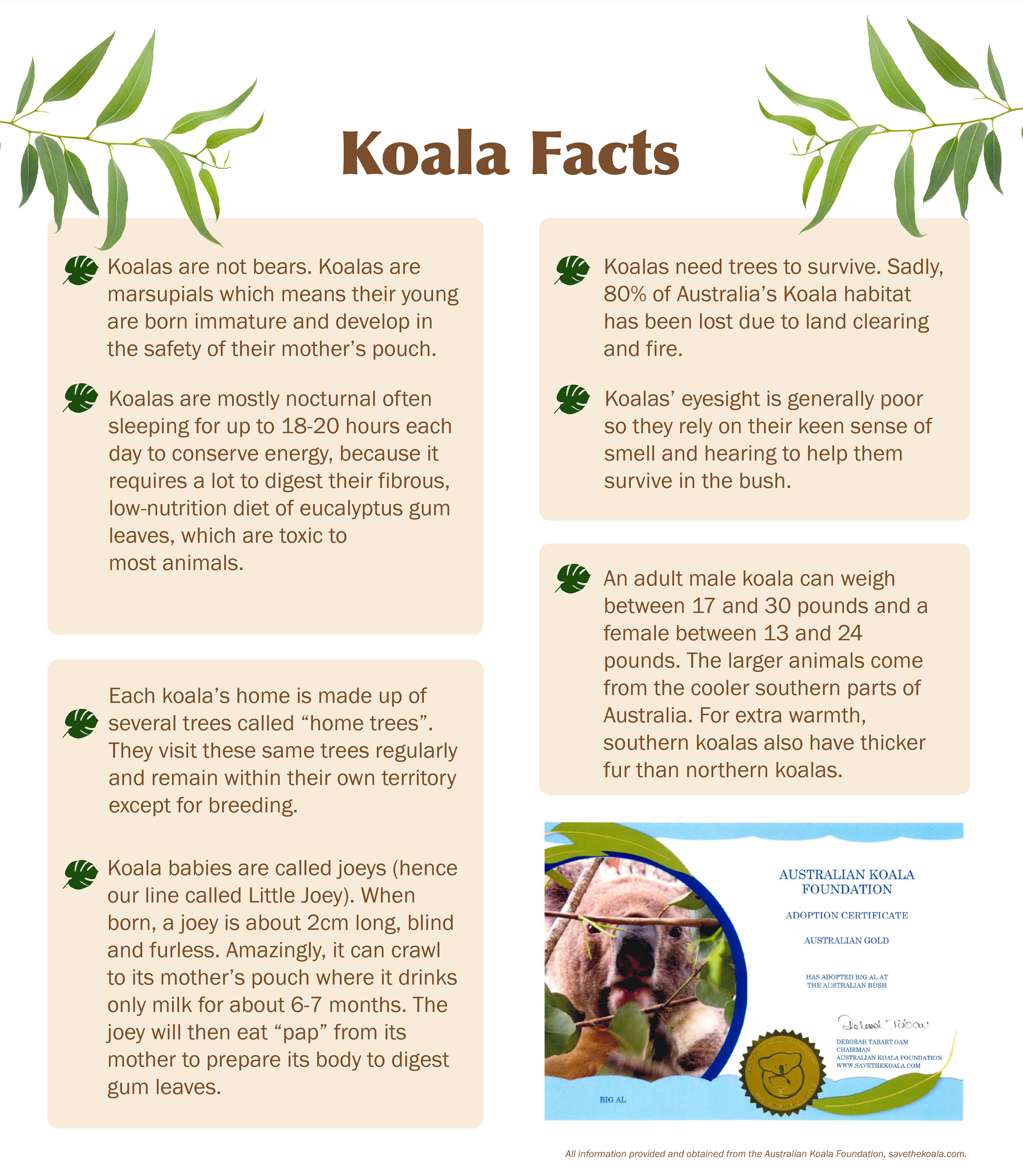 Koala Fun Facts