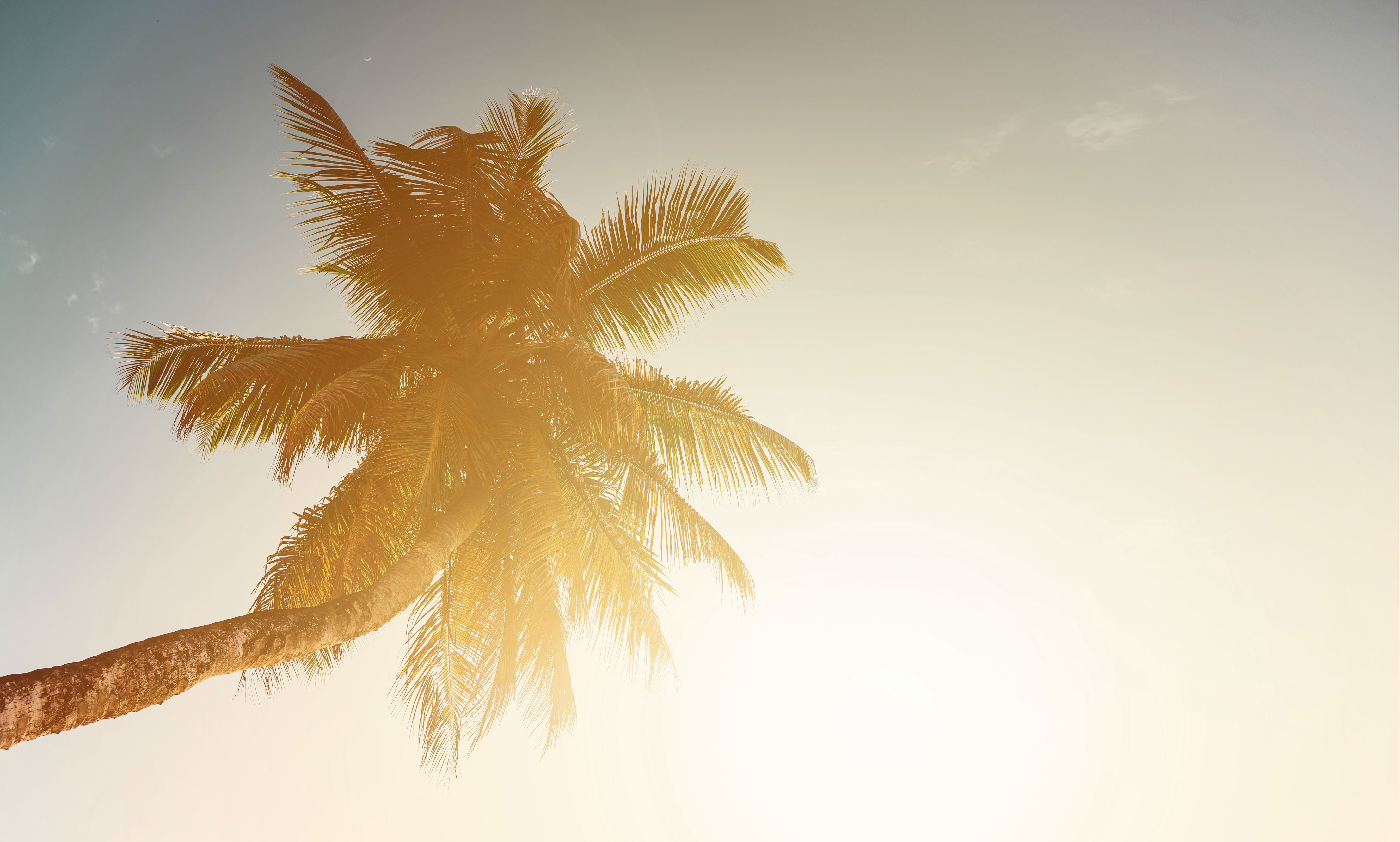 Sun Rays with Palm Tree